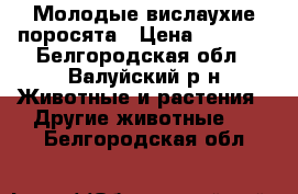 Молодые вислаухие поросята › Цена ­ 3 500 - Белгородская обл., Валуйский р-н Животные и растения » Другие животные   . Белгородская обл.